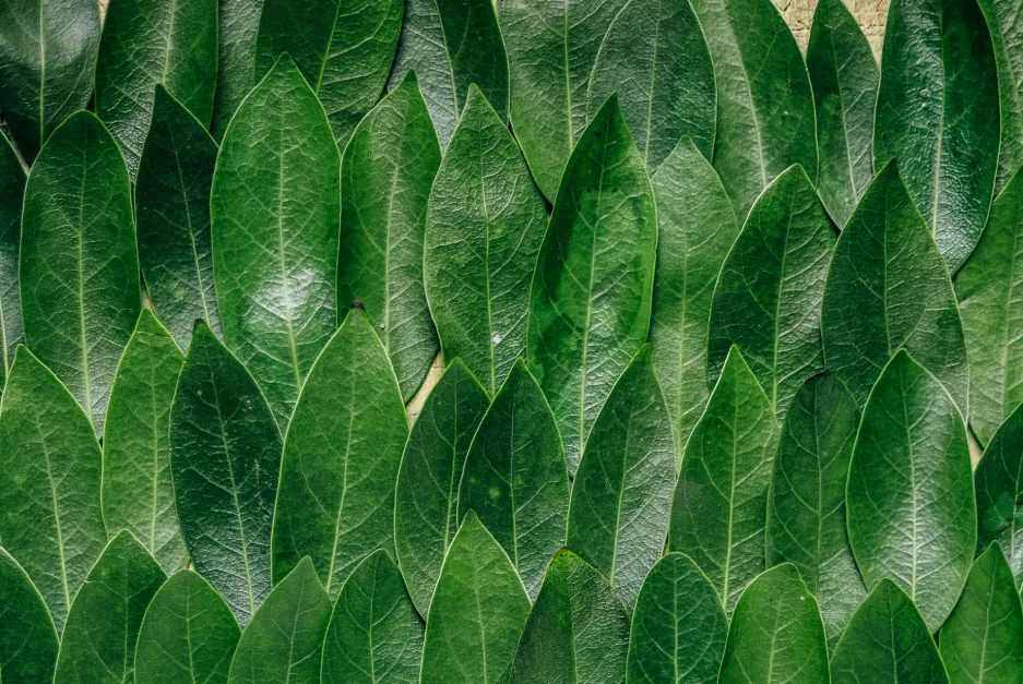 Full frame of dark green leaves with visible veins, arranged densely and overlapping.