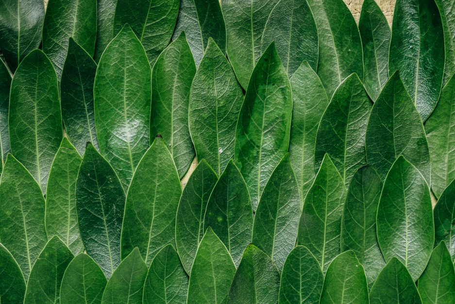 Environmental Blog